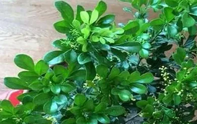 米兰花掉叶子是怎么回事,米兰花为什么总掉叶子？