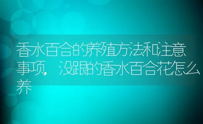 香水百合的养殖方法和注意事项,没跟的香水百合花怎么养 | 养殖学堂