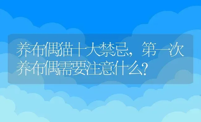 养布偶猫十大禁忌,第一次养布偶需要注意什么？ | 养殖学堂