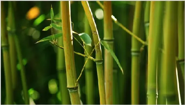 竹子的寓意 | 农广天地