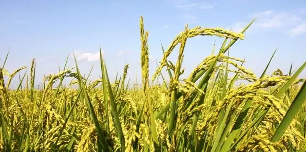 高产水稻的种植方法有哪些技巧 | 实用知识