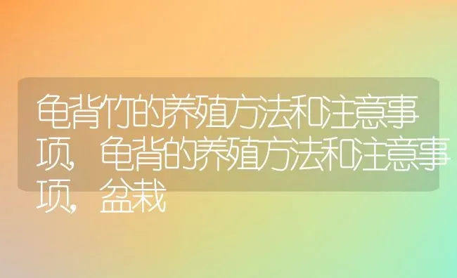 龟背竹的养殖方法和注意事项,龟背的养殖方法和注意事项，盆栽 | 养殖学堂