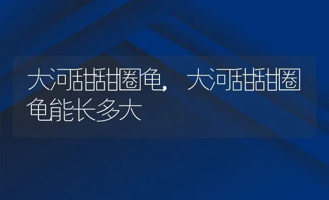 大河甜甜圈龟,大河甜甜圈龟能长多大 | 养殖科普