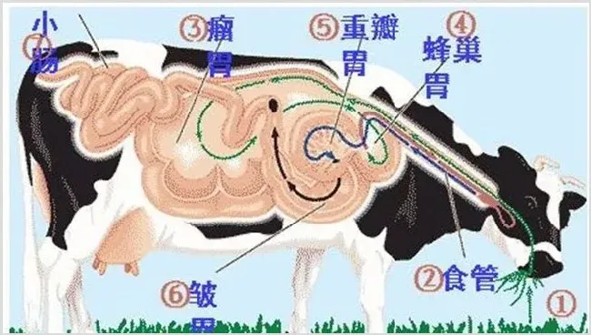 牛反刍的特点及注意事项 | 实用知识