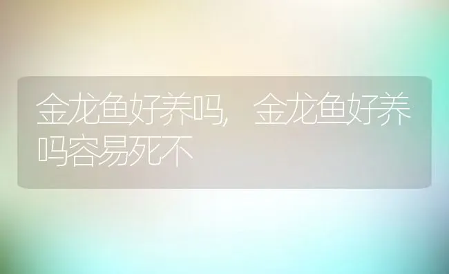 金龙鱼好养吗,金龙鱼好养吗容易死不 | 养殖资料