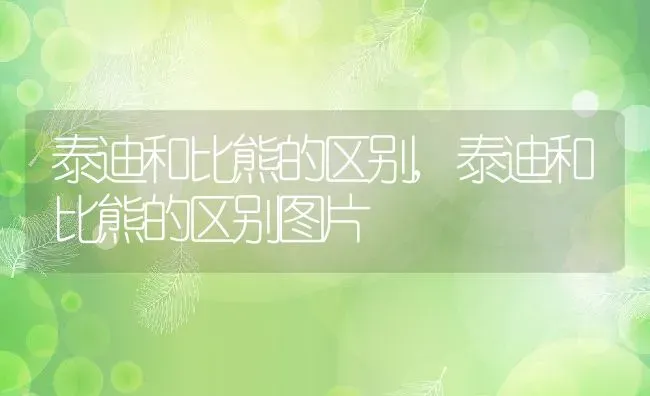 泰迪和比熊的区别,泰迪和比熊的区别图片 | 养殖资料