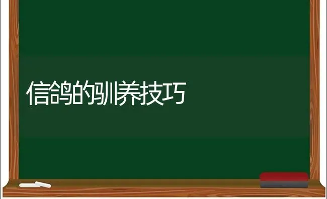 信鸽的驯养技巧 | 养殖技术大全