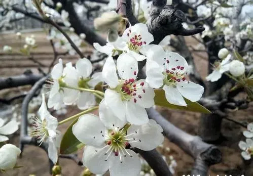 梨花是什么颜色的,梨花的颜色为什么是白的？