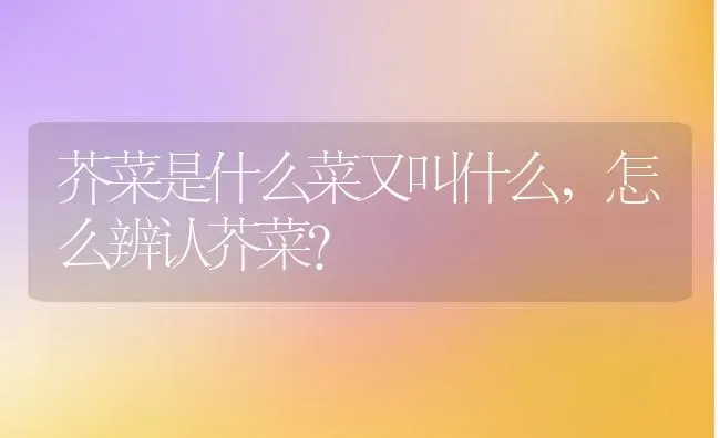 芥菜是什么菜又叫什么,怎么辨认芥菜？ | 养殖科普