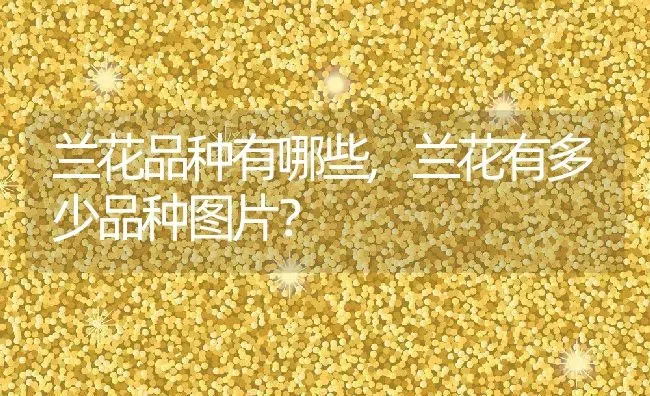 兰花品种有哪些,兰花有多少品种图片？ | 养殖学堂