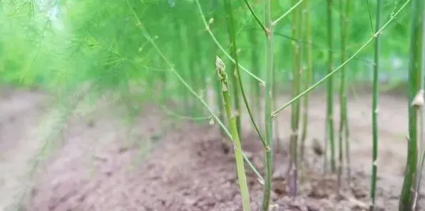 芦笋种子的播种方法 | 农广天地