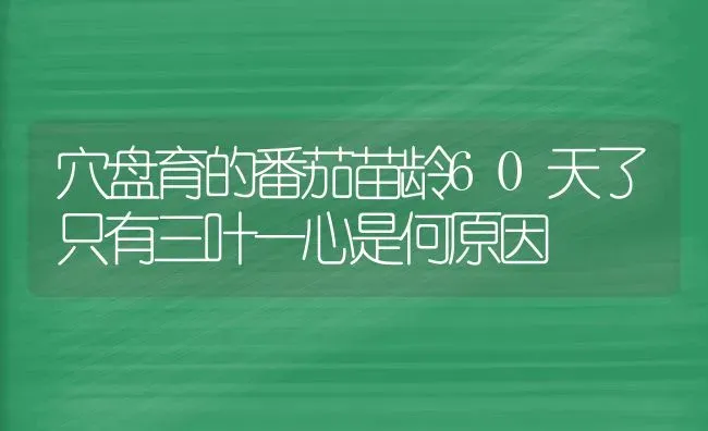 穴盘育的番茄苗龄60天了只有三叶一心是何原因 | 养殖技术大全