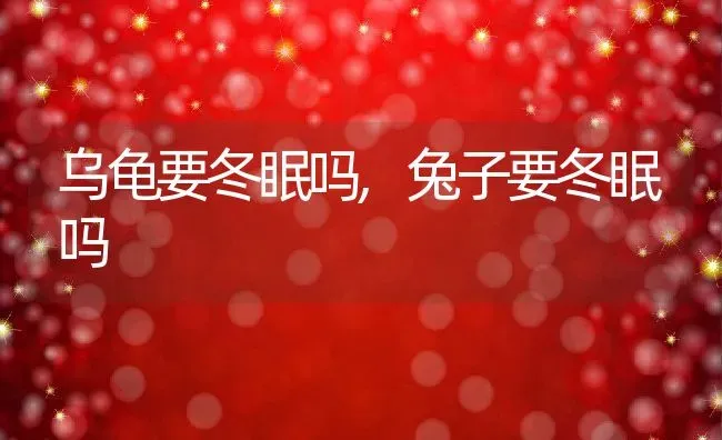 乌龟要冬眠吗,兔子要冬眠吗 | 养殖资料