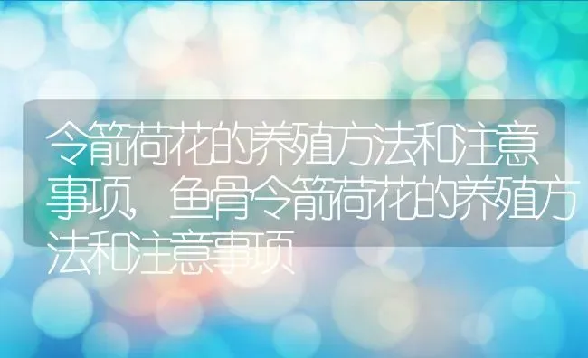 令箭荷花的养殖方法和注意事项,鱼骨令箭荷花的养殖方法和注意事项 | 养殖科普