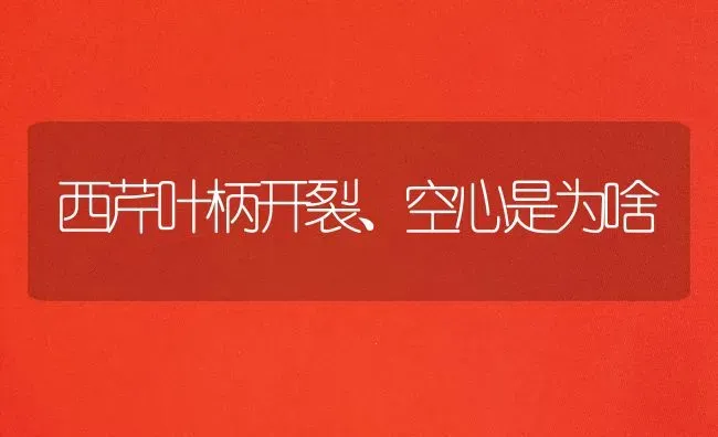 西芹叶柄开裂、空心是为啥 | 养殖知识