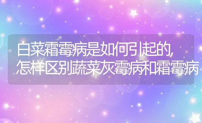 白菜霜霉病是如何引起的,怎样区别蔬菜灰霉病和霜霉病 | 养殖学堂