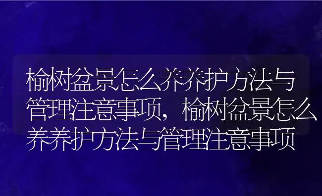 榆树盆景怎么养养护方法与管理注意事项,榆树盆景怎么养养护方法与管理注意事项 | 养殖科普