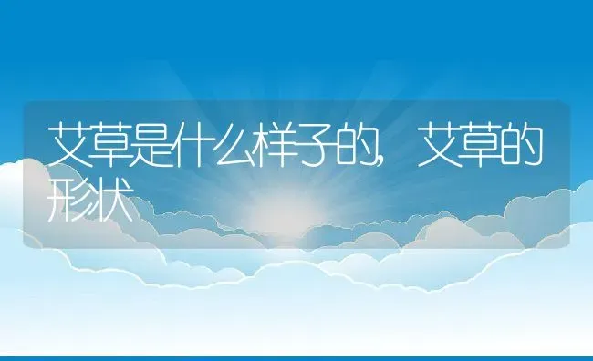 艾草是什么样子的艾草的形状 | 养殖学堂