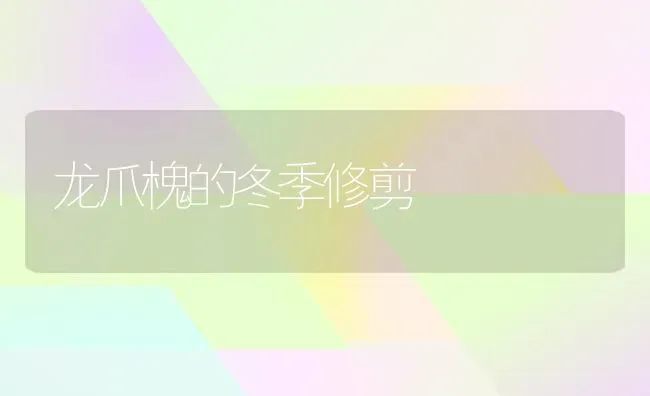 龙爪槐的冬季修剪 | 养殖知识