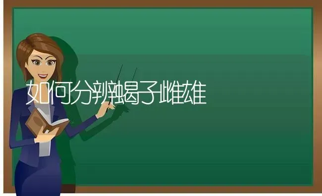 如何分辨蝎子雌雄 | 养殖知识