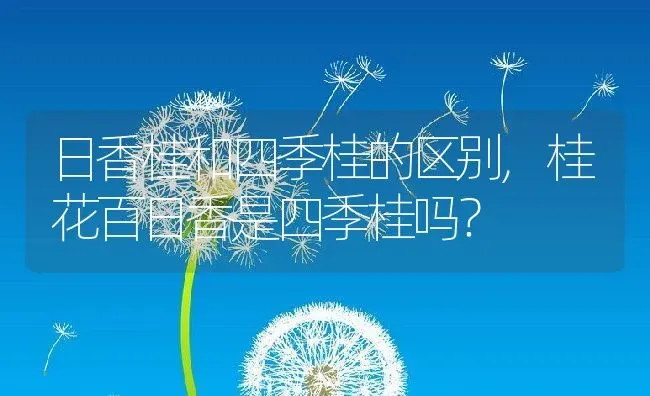 日香桂和四季桂的区别,桂花百日香是四季桂吗？ | 养殖科普