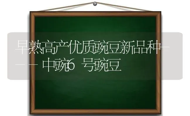 早熟高产优质豌豆新品种---中豌6号豌豆 | 养殖技术大全