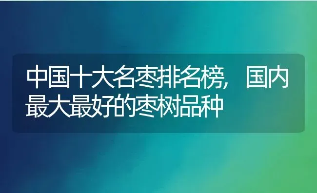 中国十大名枣排名榜,国内最大最好的枣树品种 | 养殖学堂