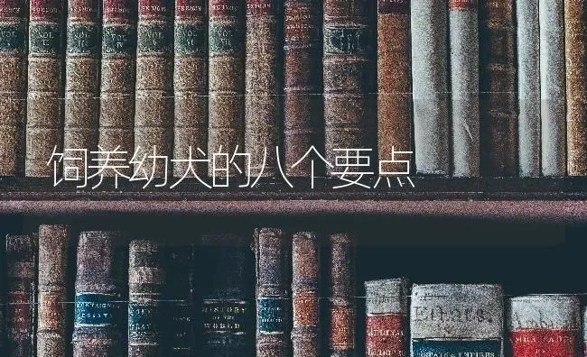 饲养幼犬的八个要点 | 养殖技术大全