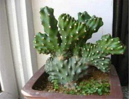 麒麟掌怎么养,麒麟发黄干枯怎么养？