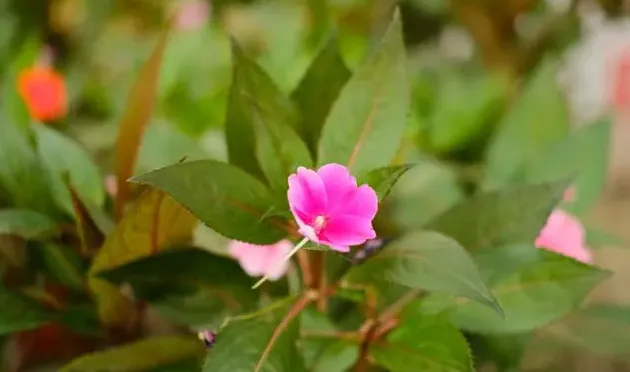 凤仙花种子怎么种,凤仙花种子催芽图解？