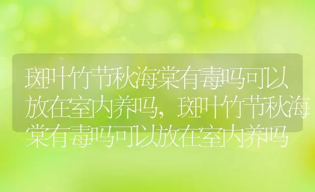 斑叶竹节秋海棠有毒吗可以放在室内养吗,斑叶竹节秋海棠有毒吗可以放在室内养吗 | 养殖科普