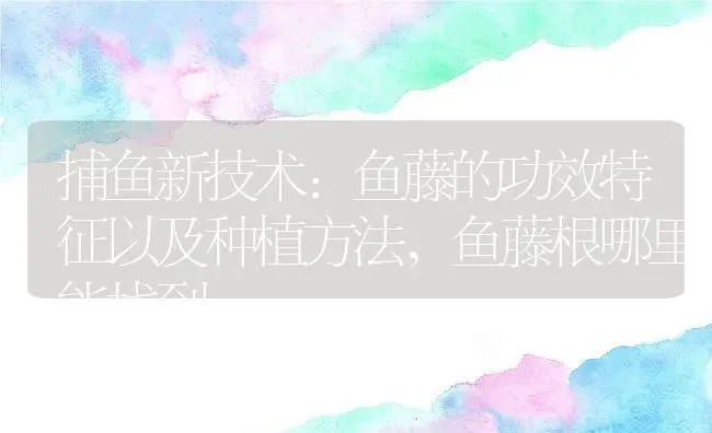 捕鱼新技术:鱼藤的功效特征以及种植方法,鱼藤根哪里能找到 | 养殖学堂