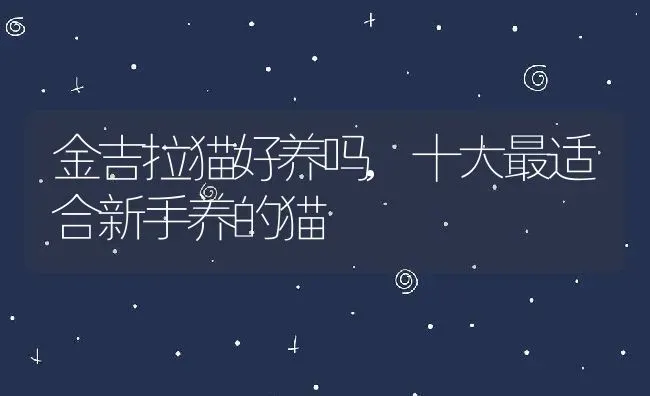金吉拉猫好养吗,十大最适合新手养的猫 | 养殖科普