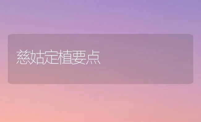 慈姑定植要点 | 养殖知识