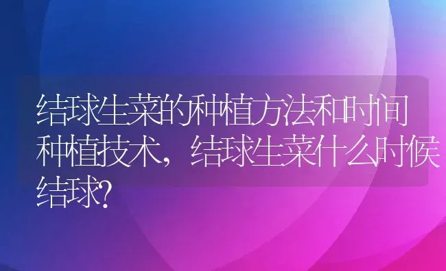 结球生菜的种植方法和时间种植技术,结球生菜什么时候结球？ | 养殖科普