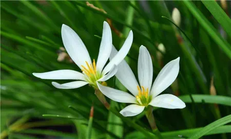 葱兰的花语是什么,什么花的花语是朦胧的爱？