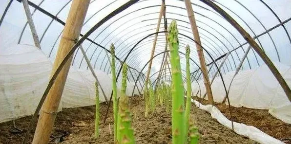 家庭怎么种植芦笋？芦笋种植管理注意事项 | 三农知识