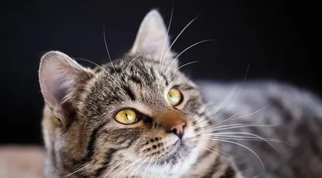 如何验证狸花猫已经认主人了,怎么确定猫认主人了？