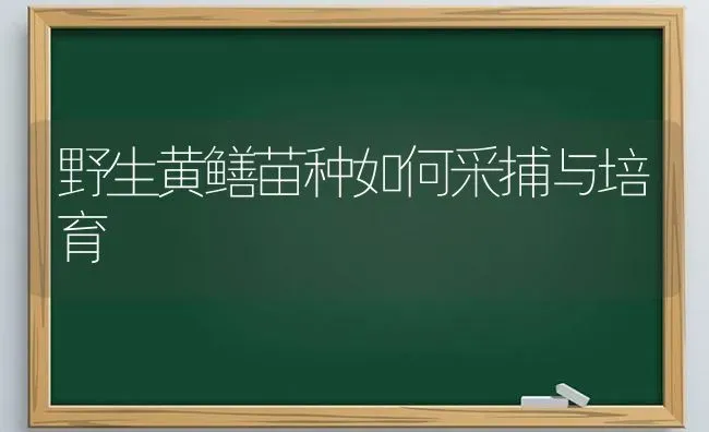 野生黄鳝苗种如何采捕与培育 | 养殖知识