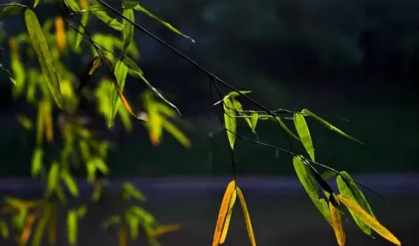 竹子的寓意 | 农广天地