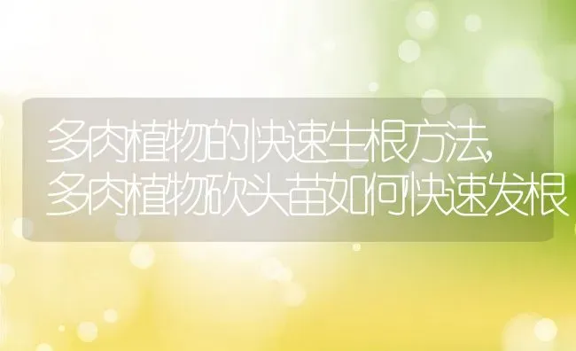 多肉植物的快速生根方法,多肉植物砍头苗如何快速发根 | 养殖学堂