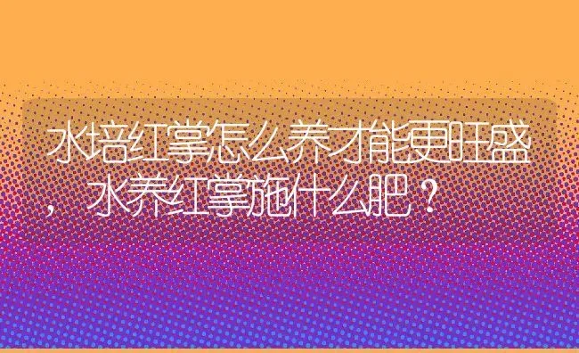 水培红掌怎么养才能更旺盛,水养红掌施什么肥？ | 养殖学堂