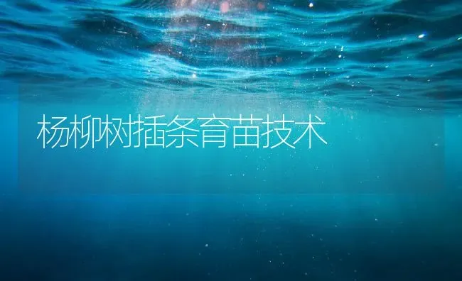 杨柳树插条育苗技术 | 养殖技术大全