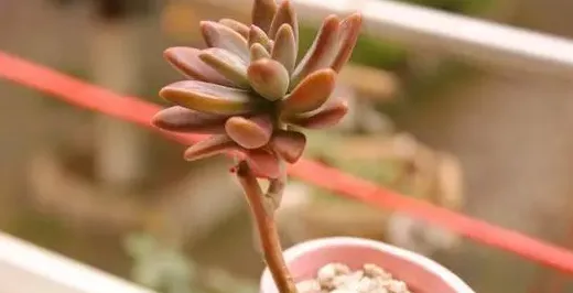 秋丽多肉好养吗,秋丽为什么没人喜欢养？