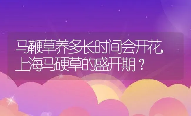 马鞭草养多长时间会开花,上海马硬草的盛开期？ | 养殖学堂