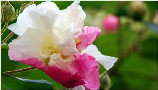 盆栽芙蓉花怎样繁殖 | 实用知识