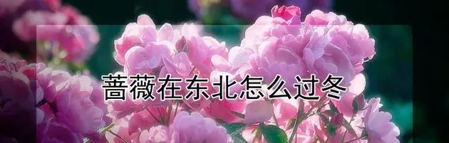 为什么家里忌讳种蔷薇,院子里养月季的忌讳？
