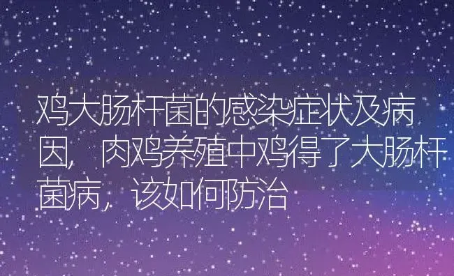 鸡大肠杆菌的感染症状及病因,肉鸡养殖中鸡得了大肠杆菌病，该如何防治 | 养殖学堂