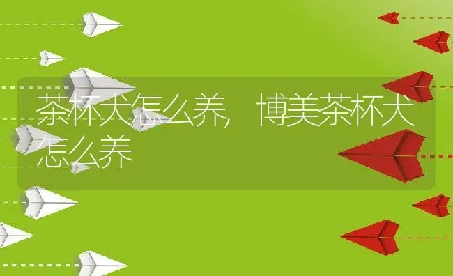 茶杯犬怎么养,博美茶杯犬怎么养 | 养殖资料