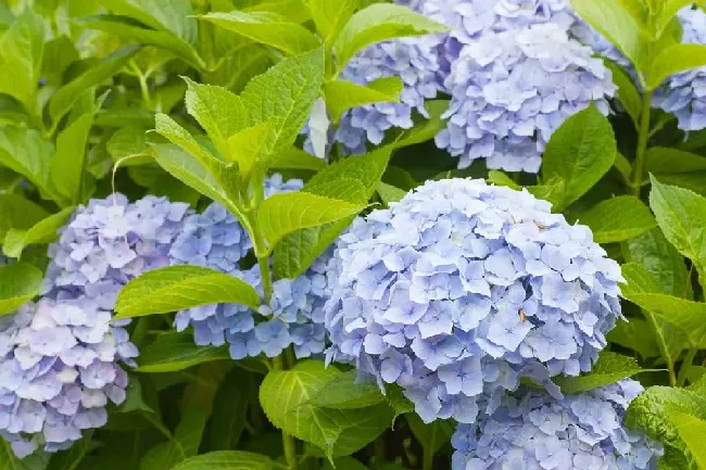 洋绣球花有毒吗,洋绣球对人有害吗？